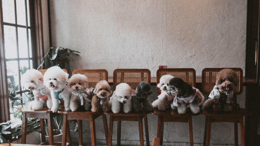 Cafe Pet Friendly near GWK