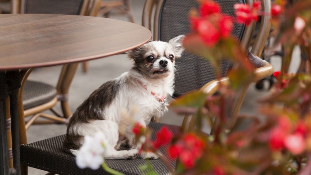 dog in chair