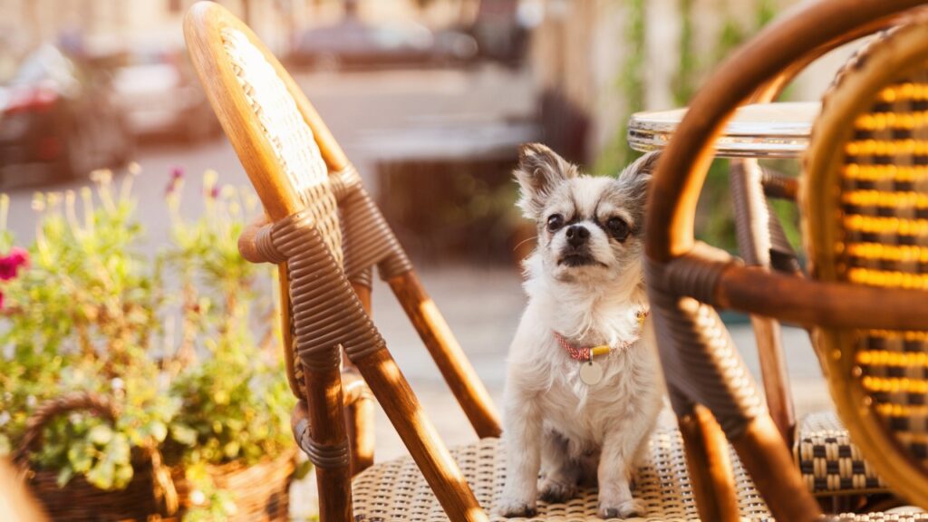 dog in cafe