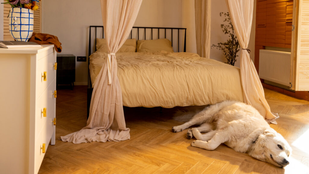dog in villa bedroom