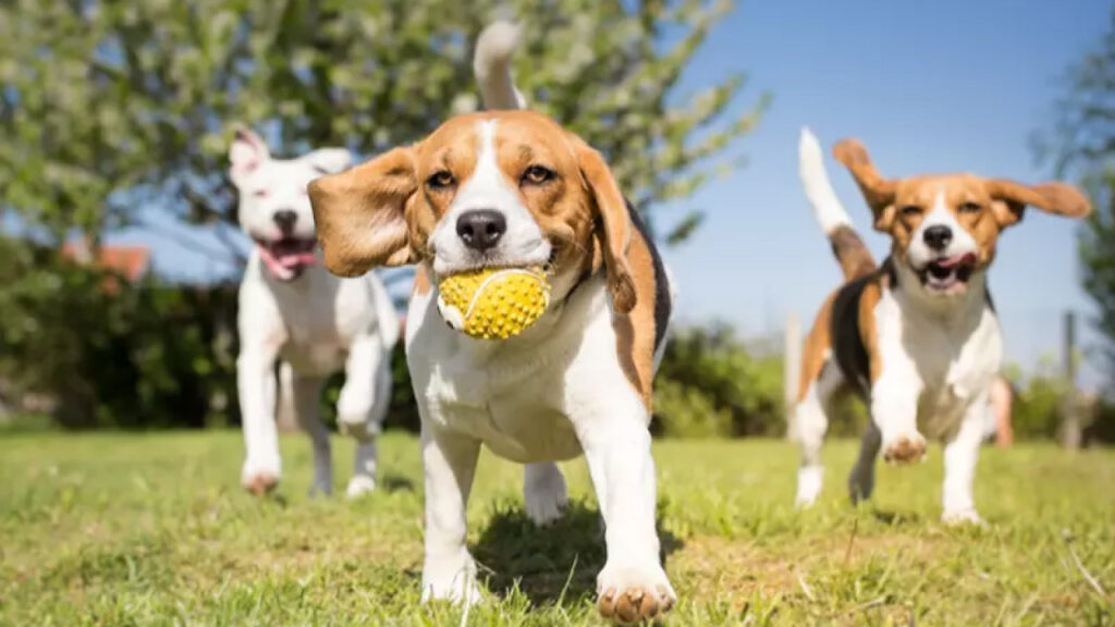 dog playing in park