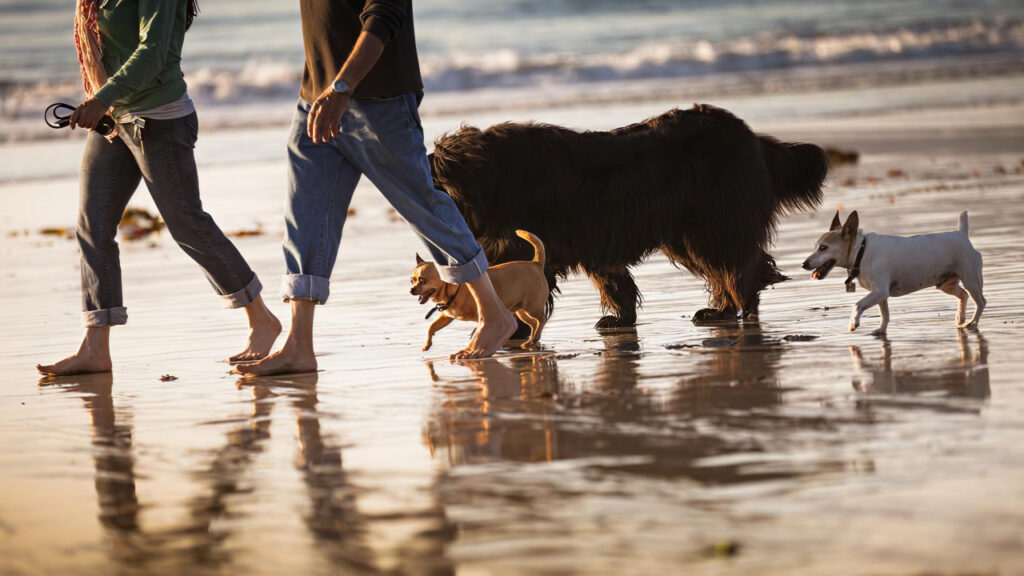 Couple with their dogs walk in beach