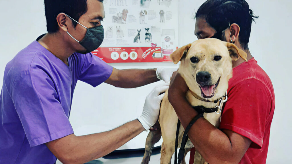 vet doctor vaccinated dog