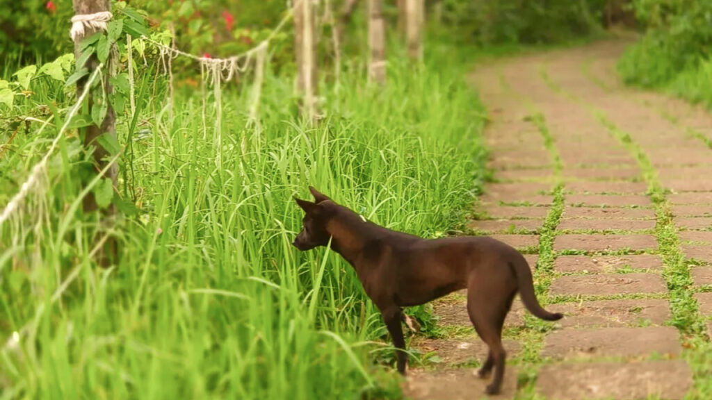 Dogs In Campuhan Ridge Walk