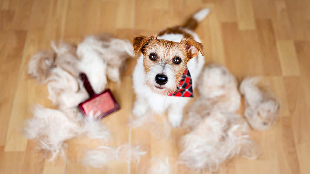 dog hai shedding