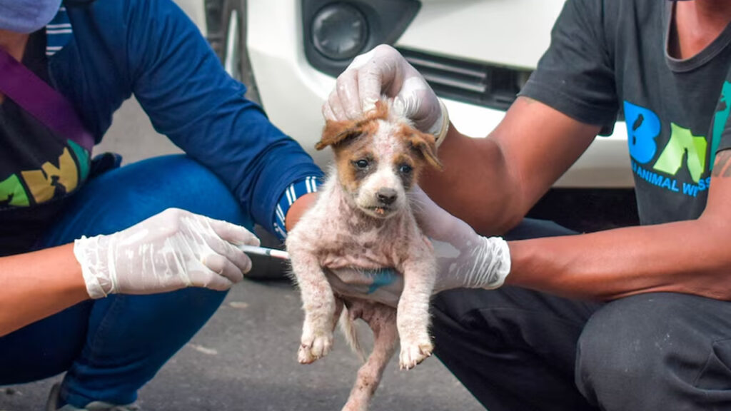 Dog Vaccine