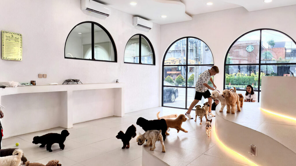 Indoor dogs activities