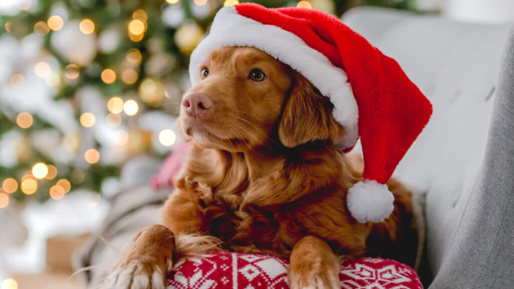 god with santa hat