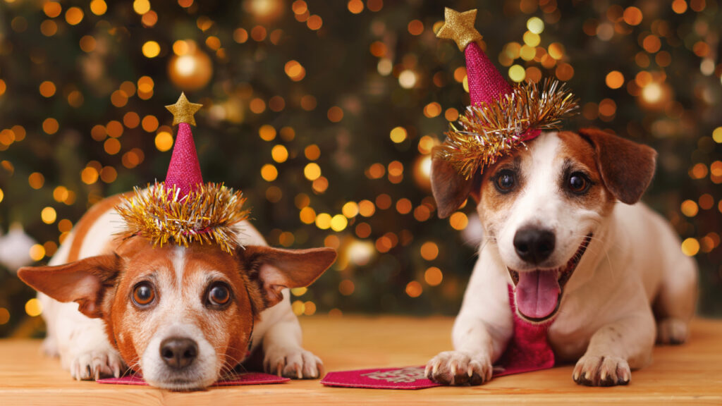 Dogs ready for new year party