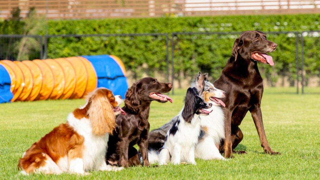 Dog group in park