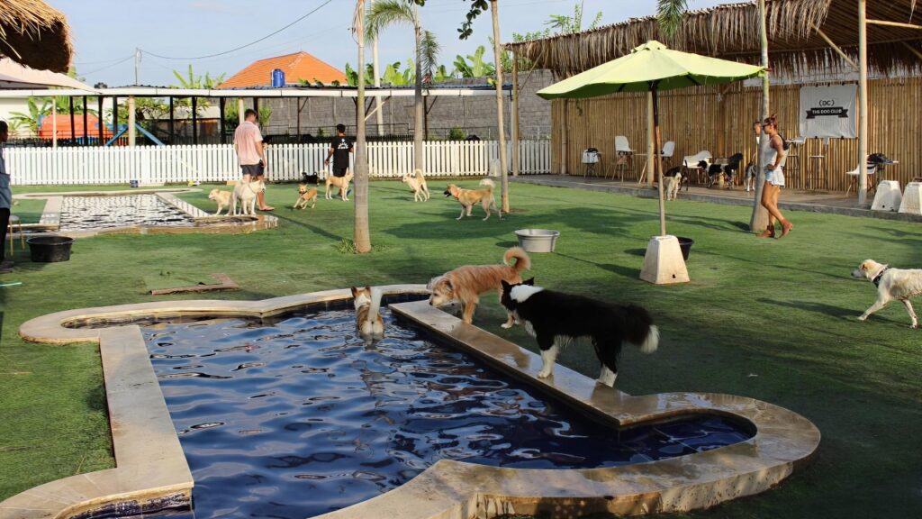 The Dog Club Bali