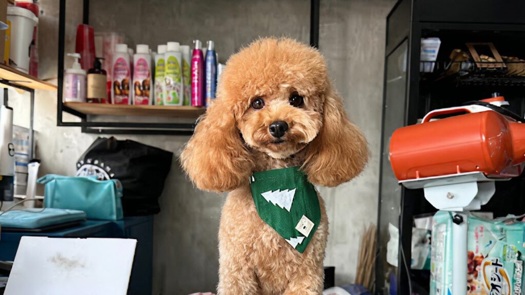 Paw Rangers Canggu Pet Shop & Grooming