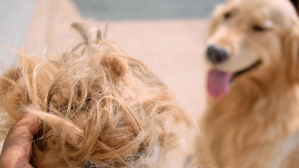 Dog Hairball