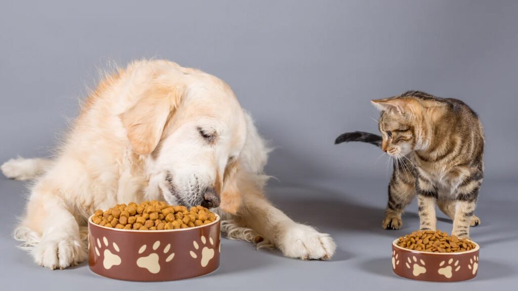 Dog and cat eat together