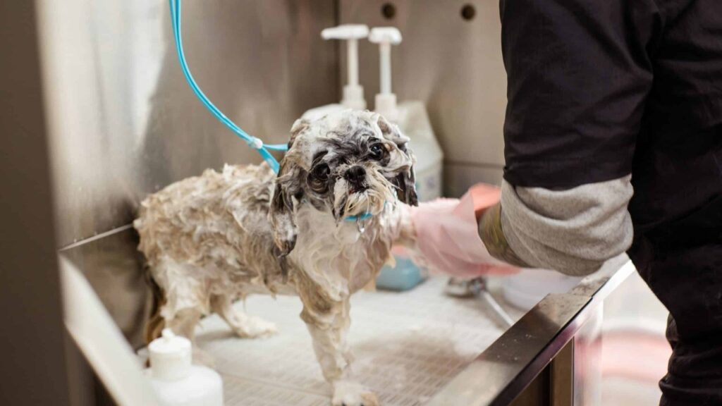 Dog Grooming