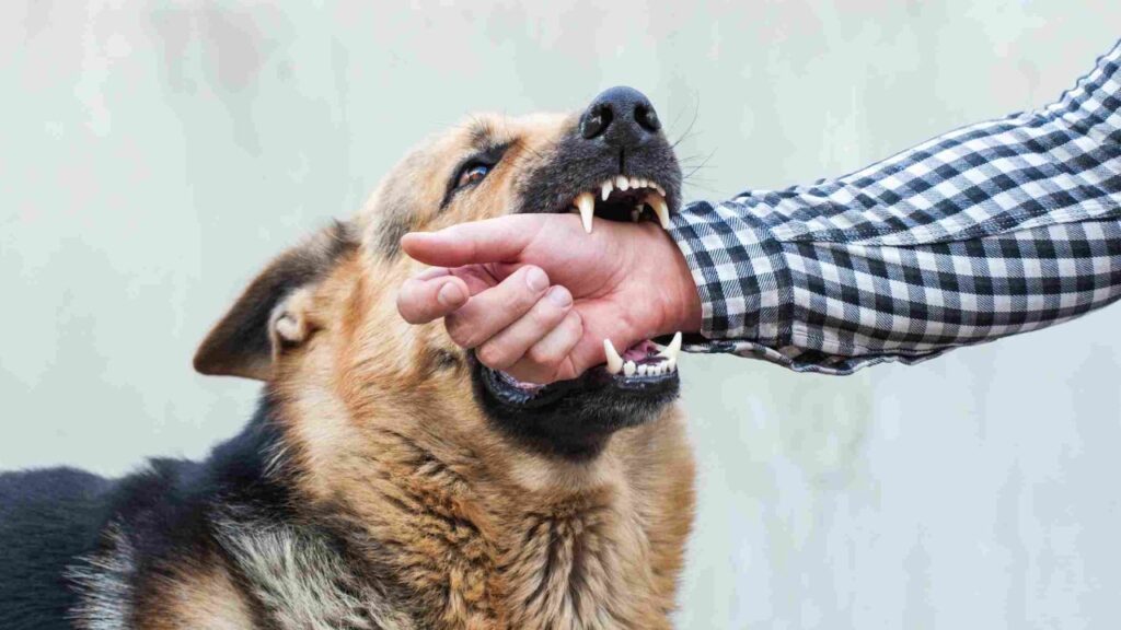Dog bite human

