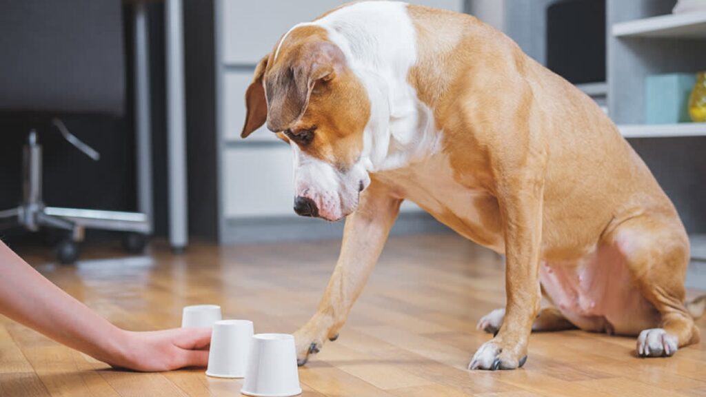Games for Dogs