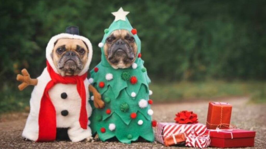 Dogs with costume