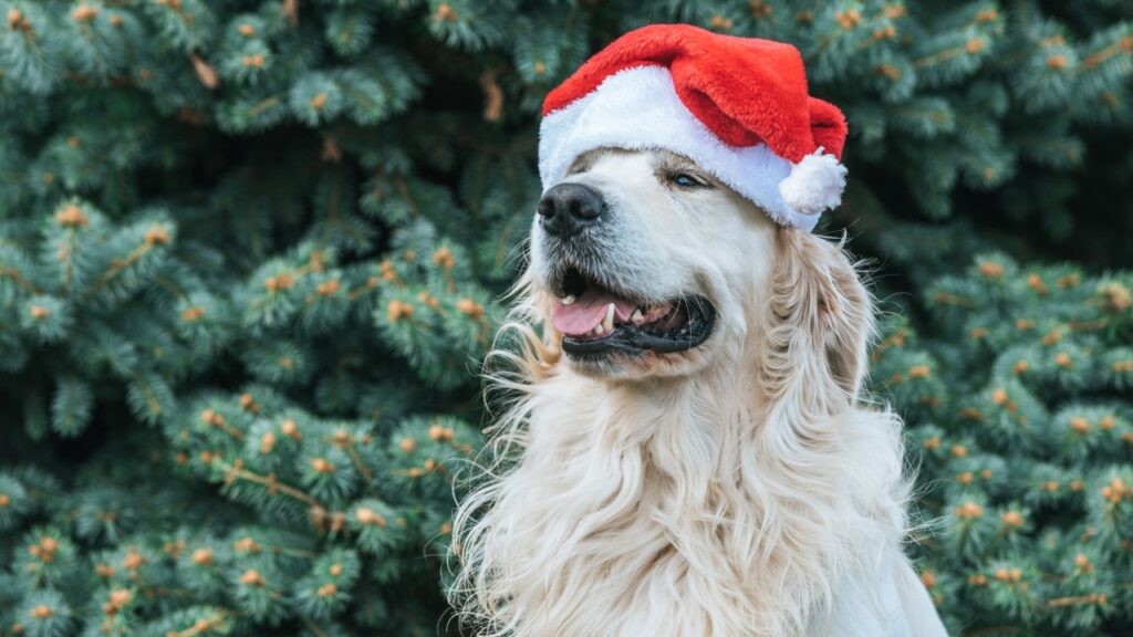 outdoor dog with santa hat