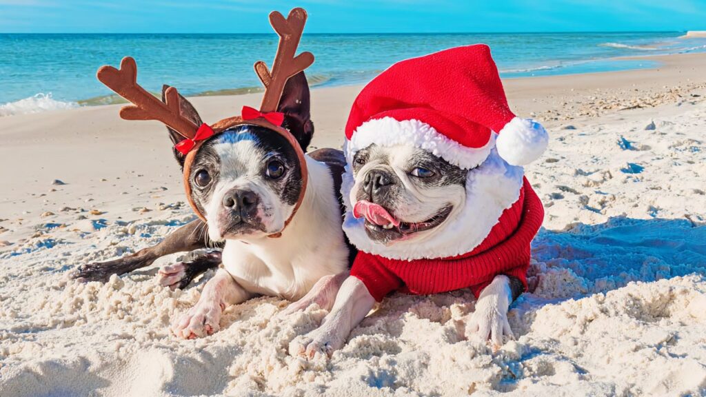 dogs with christmass costume in beach