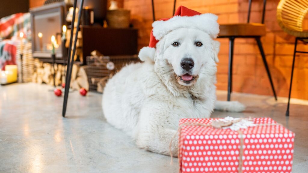 dog with santa hat get gift box