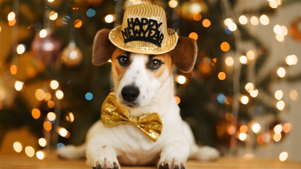 Dog with newyear hat