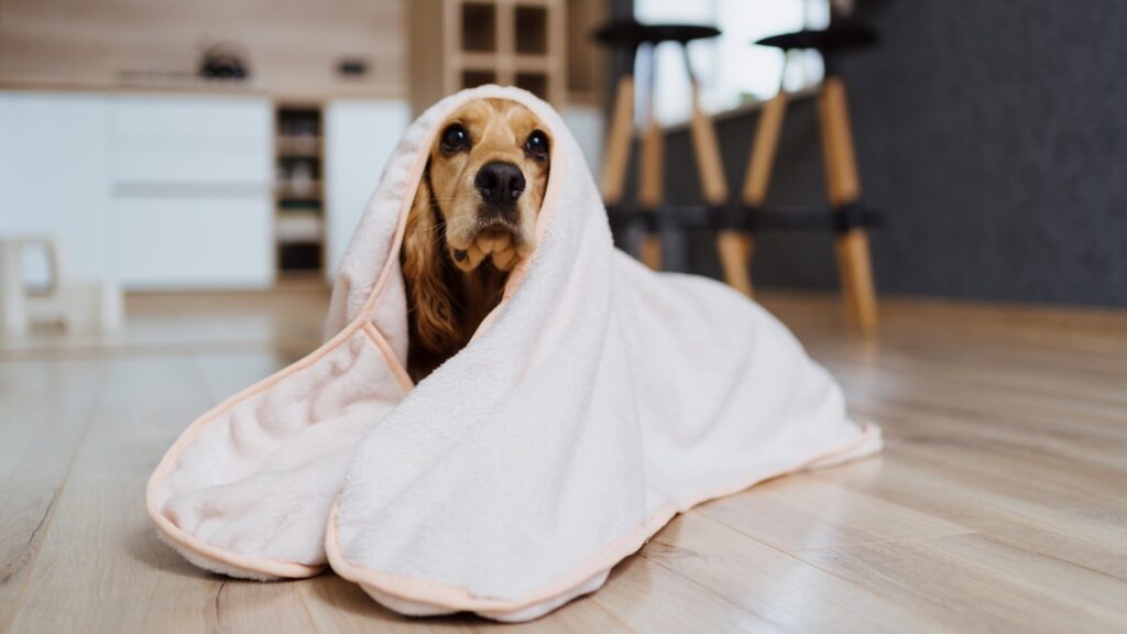 Keep Your Dog Safe