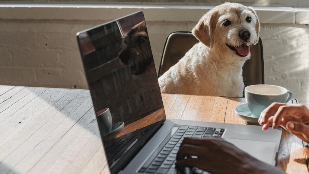 working remotly with dog